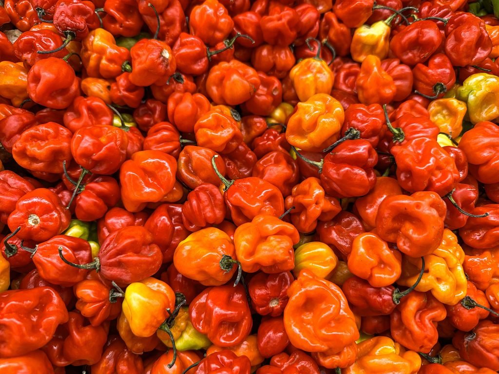 Close-up de pimentas habanero vermelhas e laranjas vibrantes dispostas em uma pilha, exibindo frescor.
